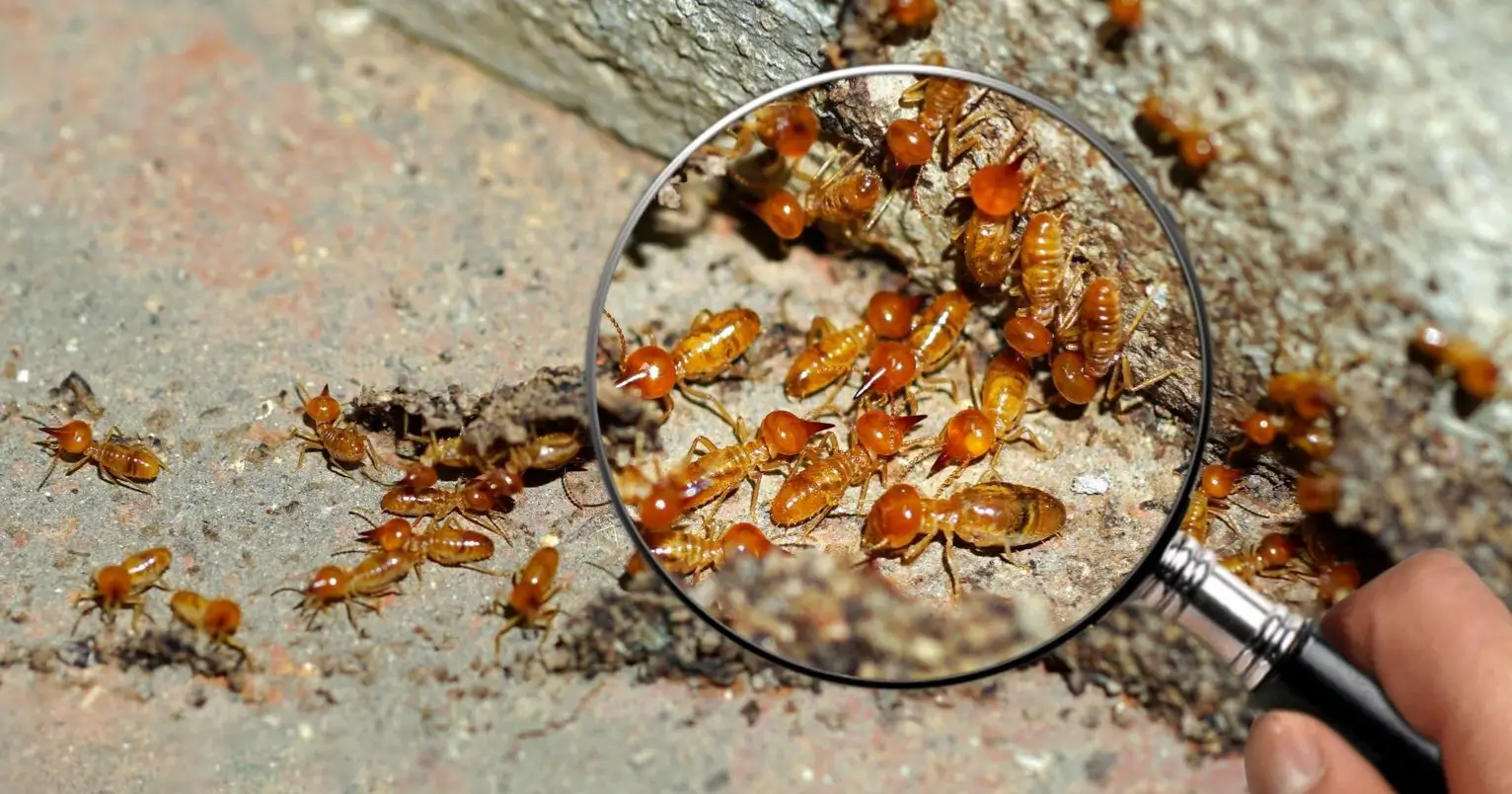 Close-up of termites on wood, highlighting their features for identification.