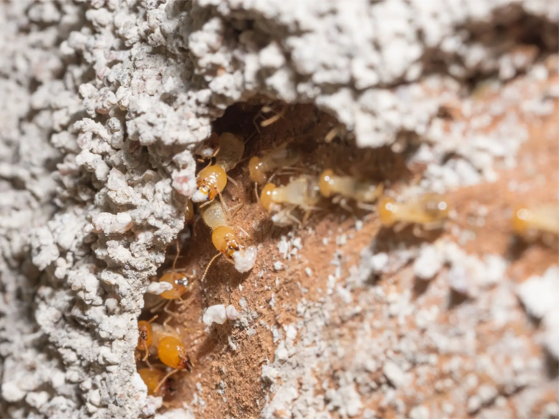 Macro termites are walking on the logs.