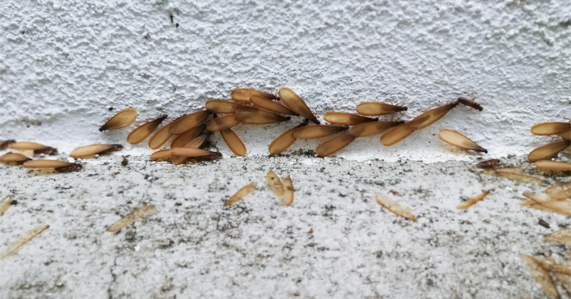 Termite swarmers on wall