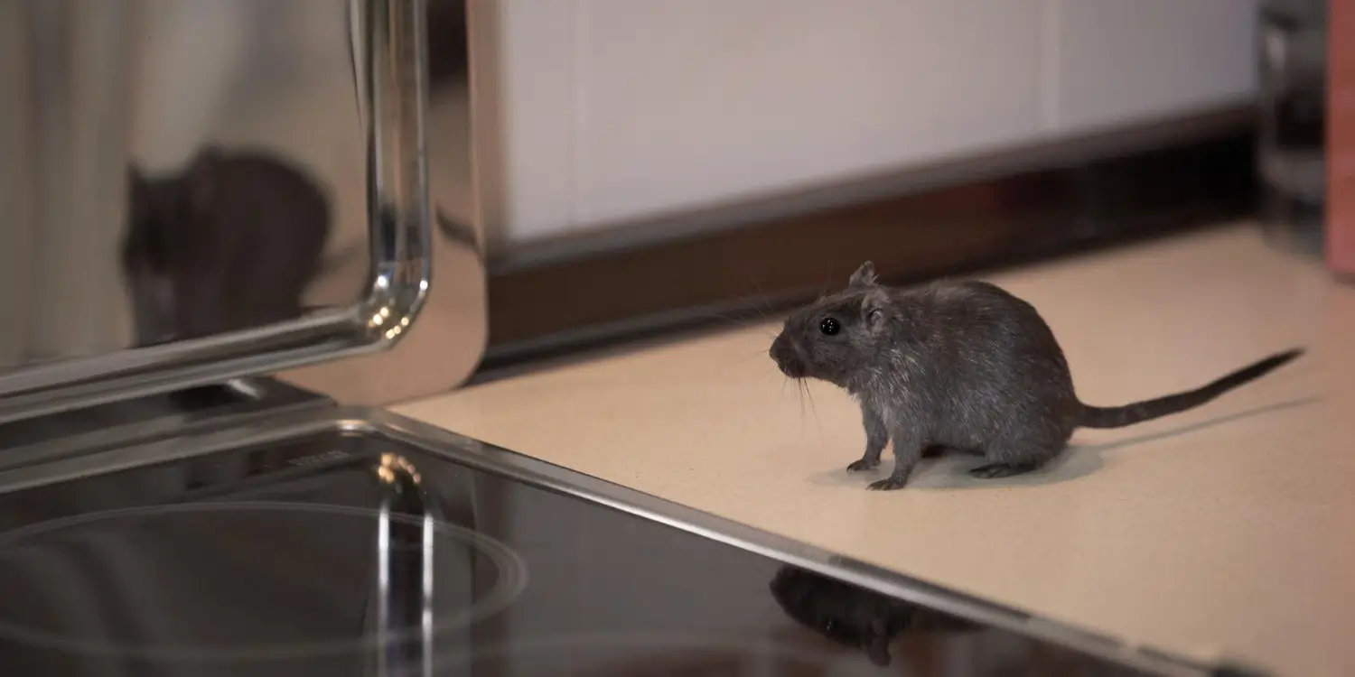 Rat spotted inside a clean building, showing hidden infestation risk