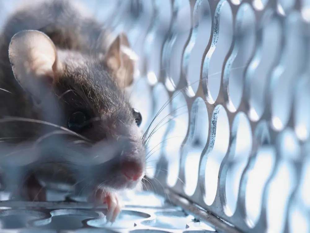 capturing rat activity for real-time monitoring and analys