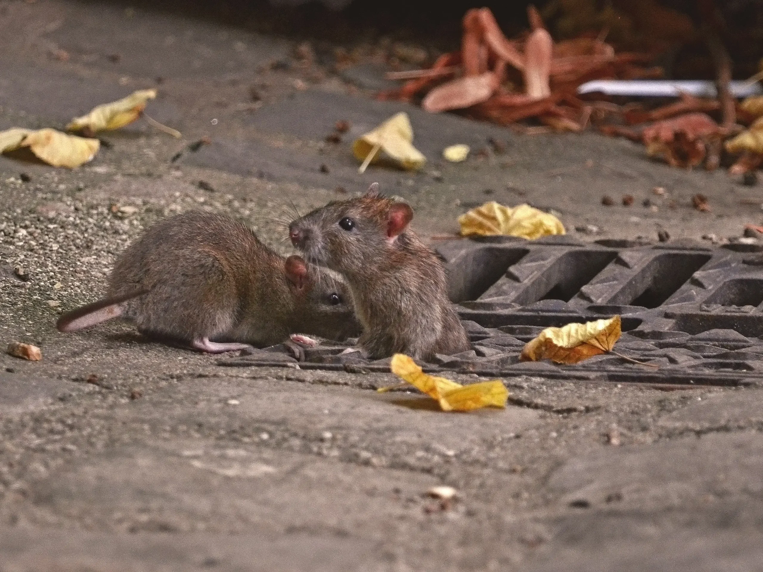 two-rats-street