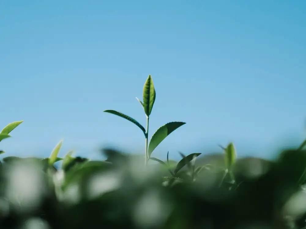 esg
