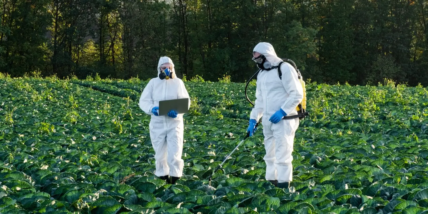 IPM combines the use of biological, cultural and chemical practices to control insect pests in agricultural production